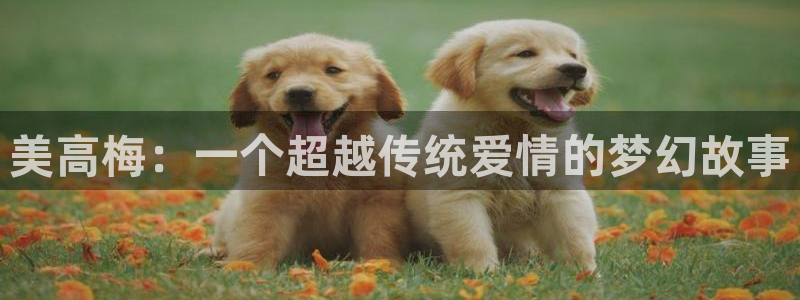 南宫sbobet利记：美高梅：一个超越传统爱情的梦幻故事